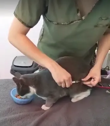 Medivet - Veterinaria Villa general belgrano vacunacion cat friendly