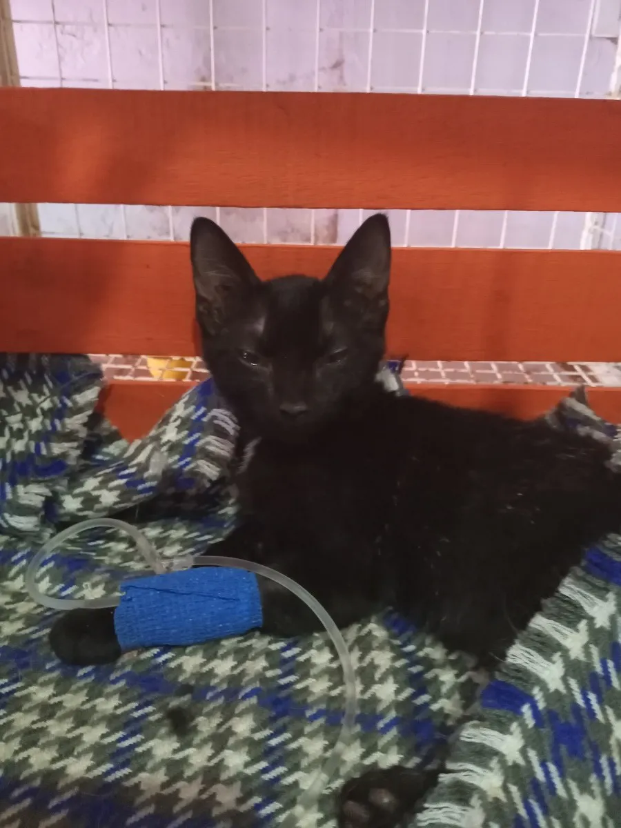 Medivet - Veterinaria Villa general belgrano  cachorro internado