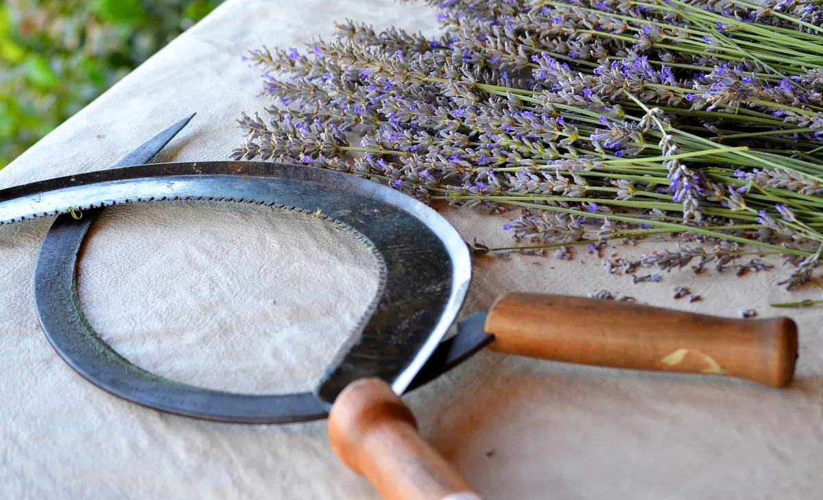 Cultivo de lavandas en Los Reartes - Islavanda (4)