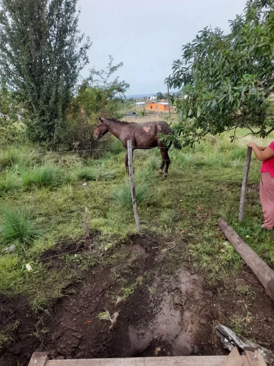 Villa Yacanto: bomberos rescataron a un caballo que cayó en un pozo