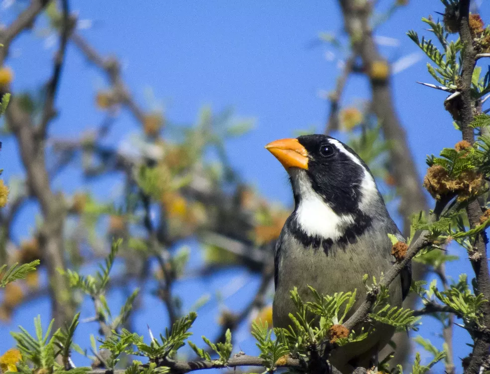 Ave "Pepitero" Foto: COA Calamuchita