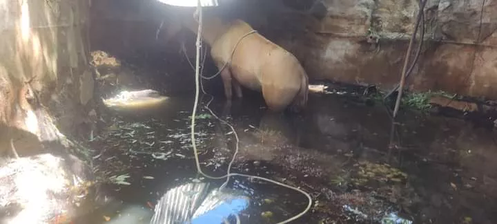 Villa General Belgrano: bomberos rescataron a un caballo que cayó dentro de una cisterna