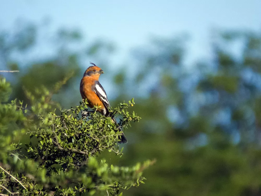 Ave Crtarama Foto: COA Calamuchita