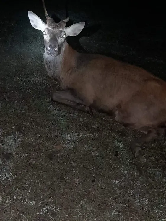 Villa General Belgrano: un automóvil impactó contra un ciervo en ruta 5