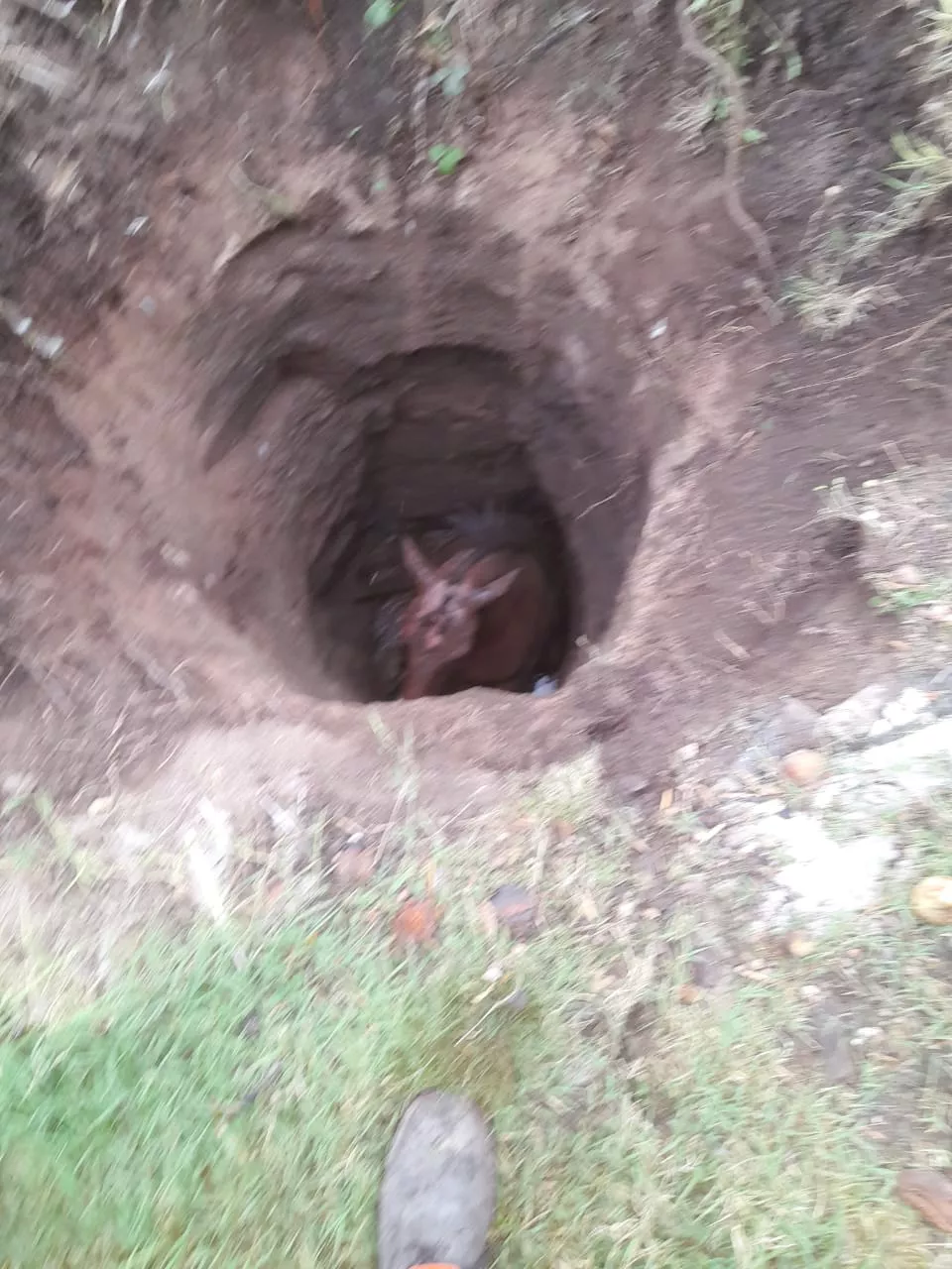 Villa Yacanto: bomberos rescataron a un caballo que cayó en un pozo