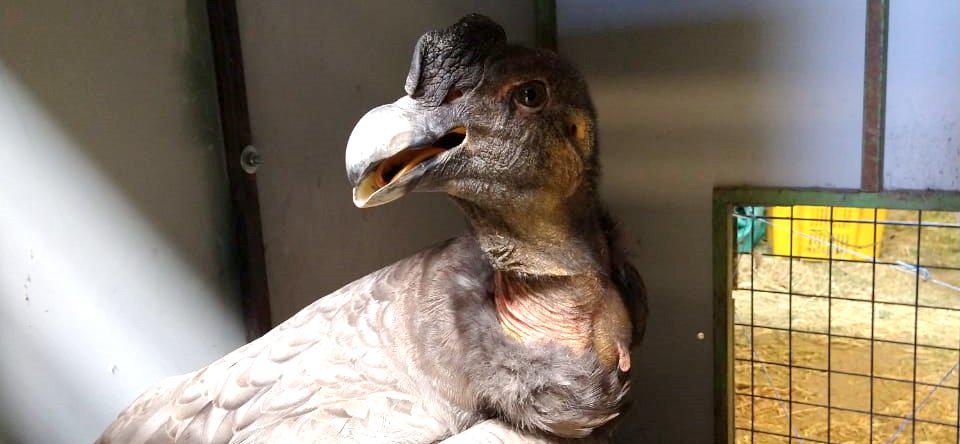 rescate condor champaqui 3