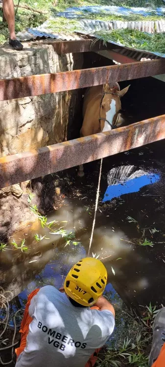 Villa General Belgrano: bomberos rescataron a un caballo que cayó dentro de una cisterna