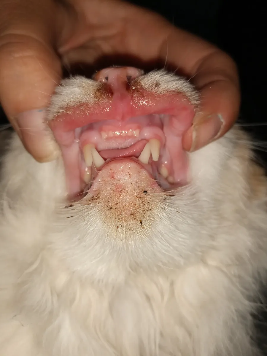 Medivet - Veterinaria Villa general belgrano ulceras bucales