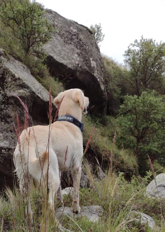 Perro de búsqueda en el Cerro Champaquí 08
