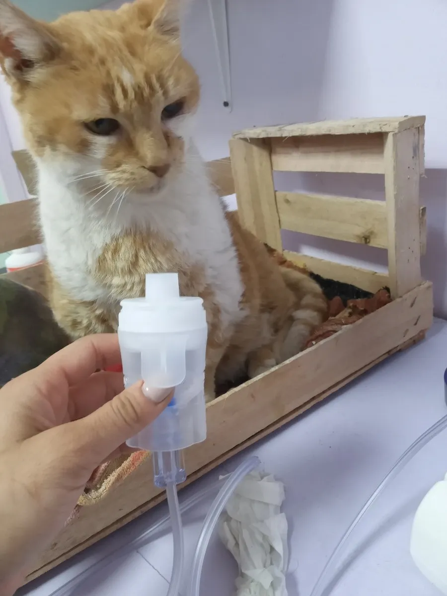 Medivet - Veterinaria Villa general belgrano nebulizacion a gato