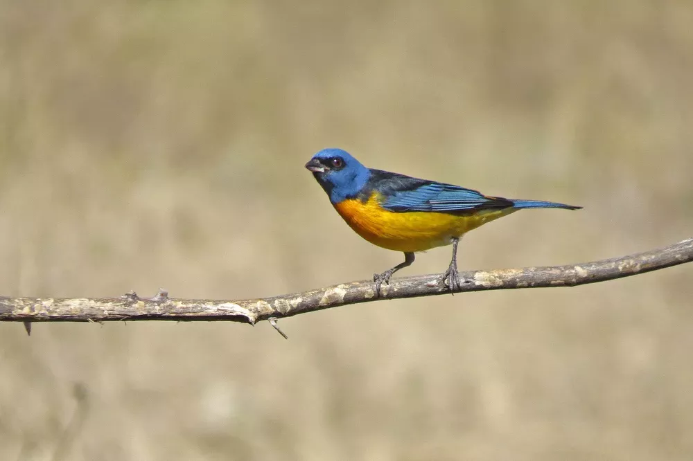 Ave Naranjero Foto: COA Calamuchita