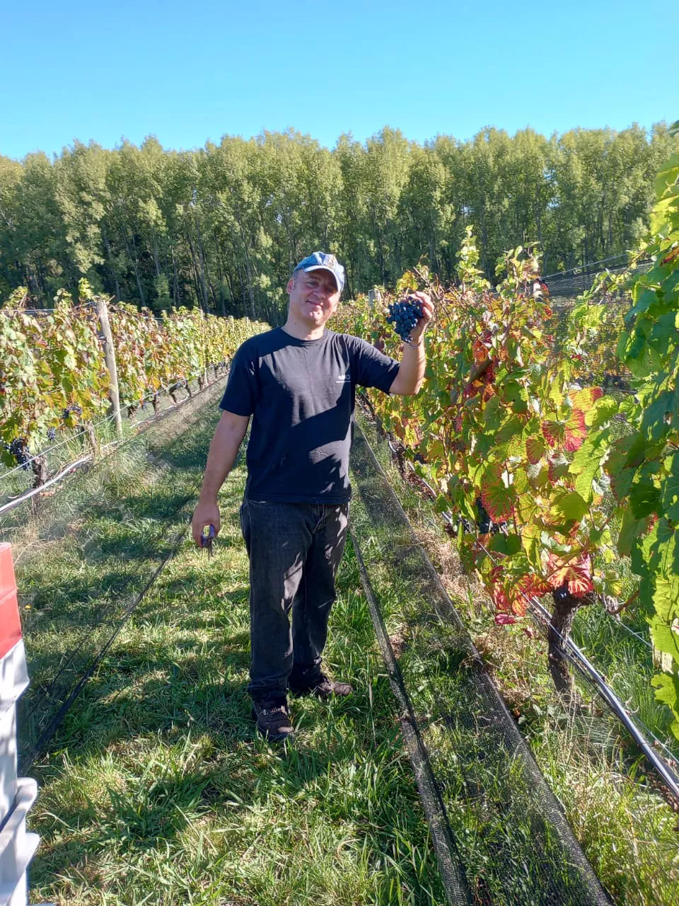 Bolsa de trabajo para la vendimia en Calamuchita 01