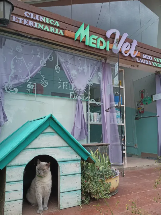 Vacaciones con mascotas: Qué debemos tener en cuenta para viajar con nuestro perro o gato en auto 