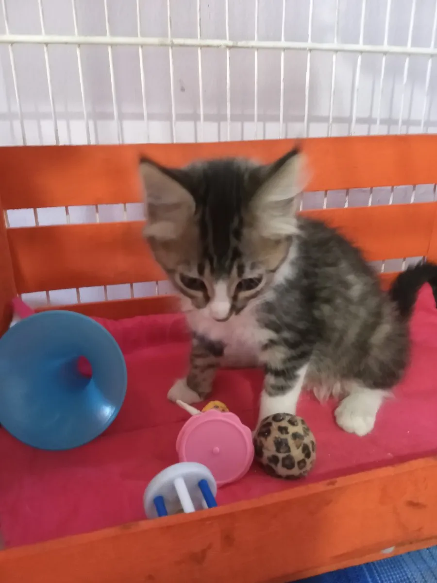 Medivet - Veterinaria Villa general belgrano  consulta pediatrica