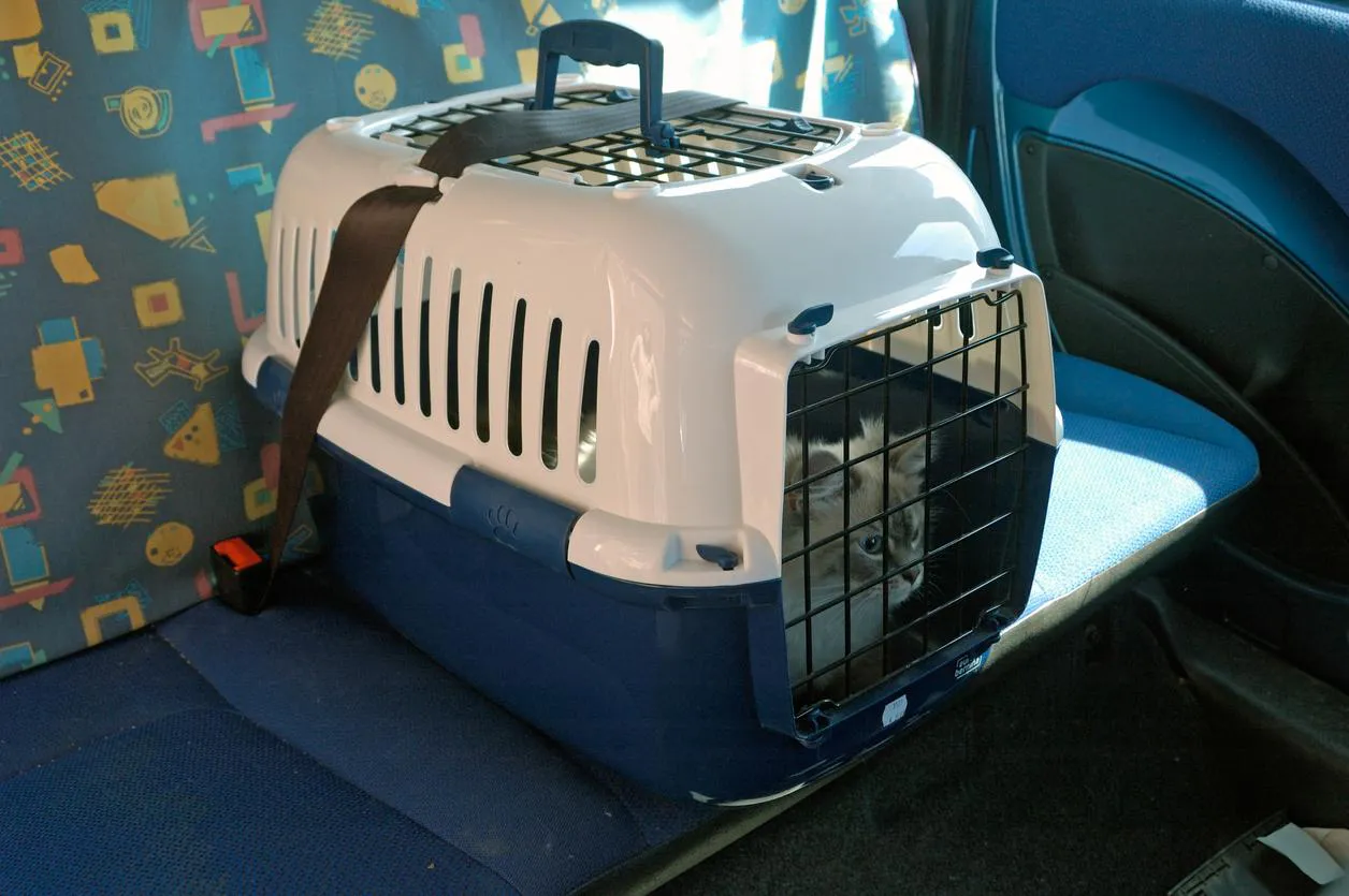 Vacaciones con mascotas: Qué debemos tener en cuenta para viajar con nuestro perro o gato en auto 