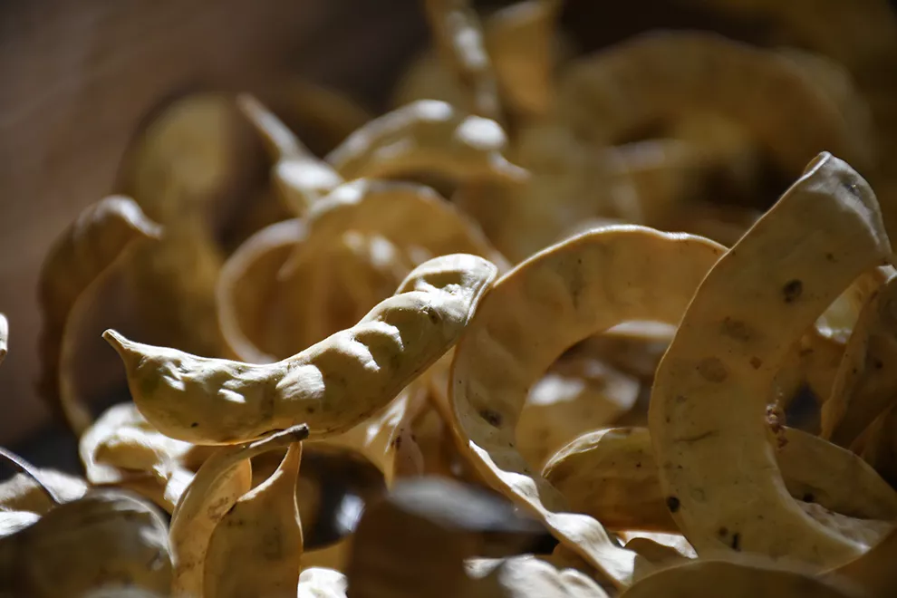 Ya funciona el banco de semillas de la Secretaria de Ambiente