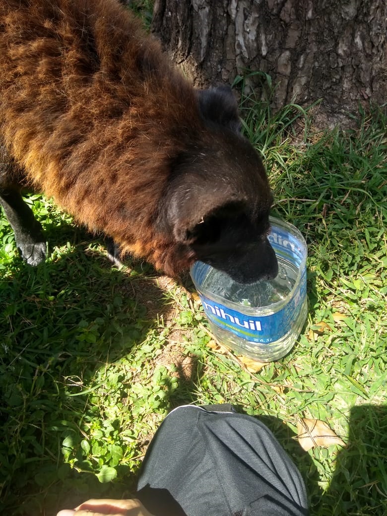 Perro rescatado Embalse 03