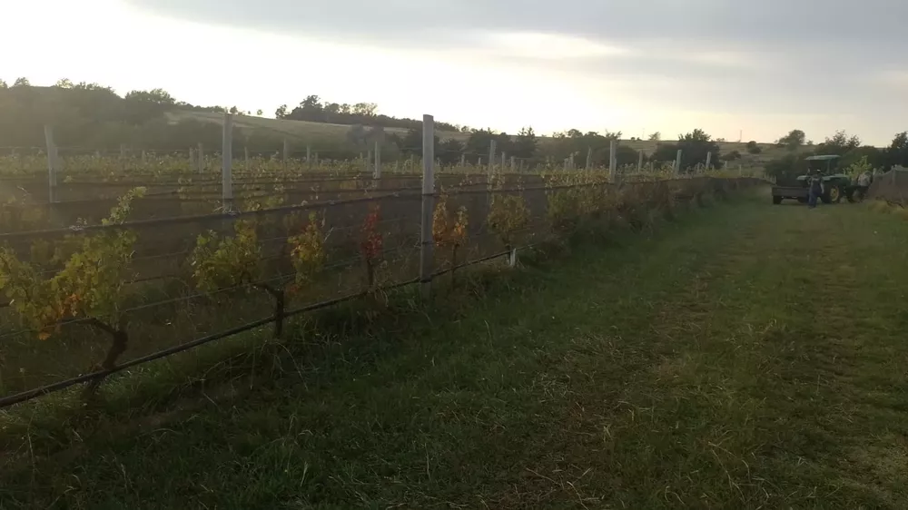Bolsa de trabajo para la vendimia en Calamuchita 03