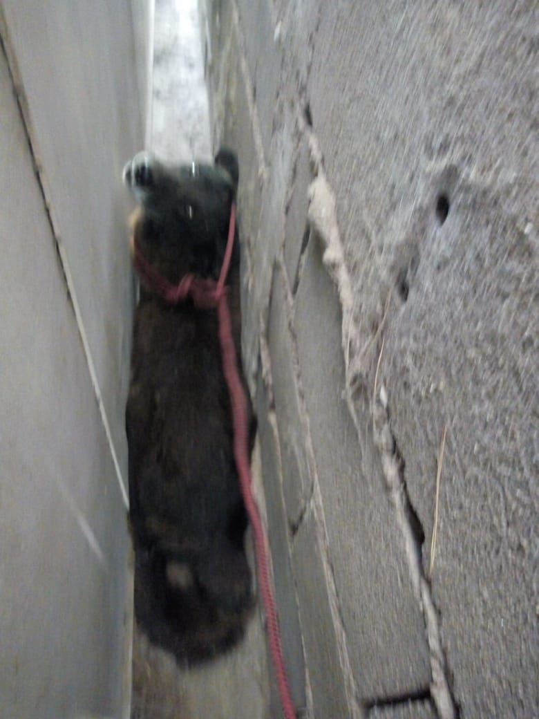 Perro rescatado Embalse 02