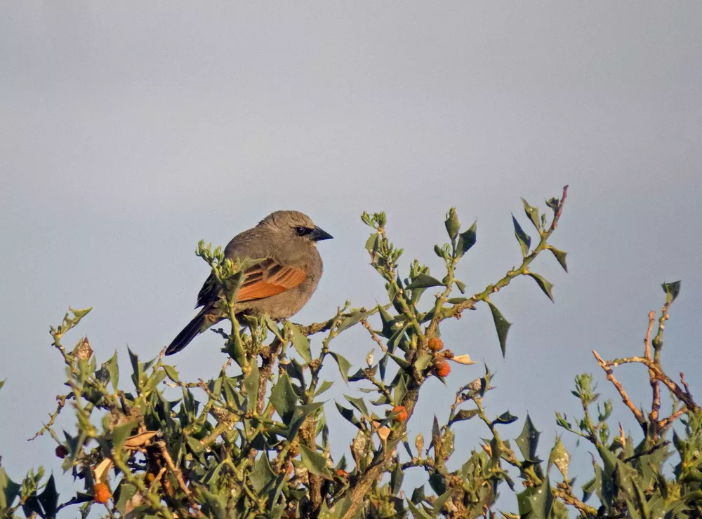 Ave "Sombra de tordo" Foto: COA Calamuchita