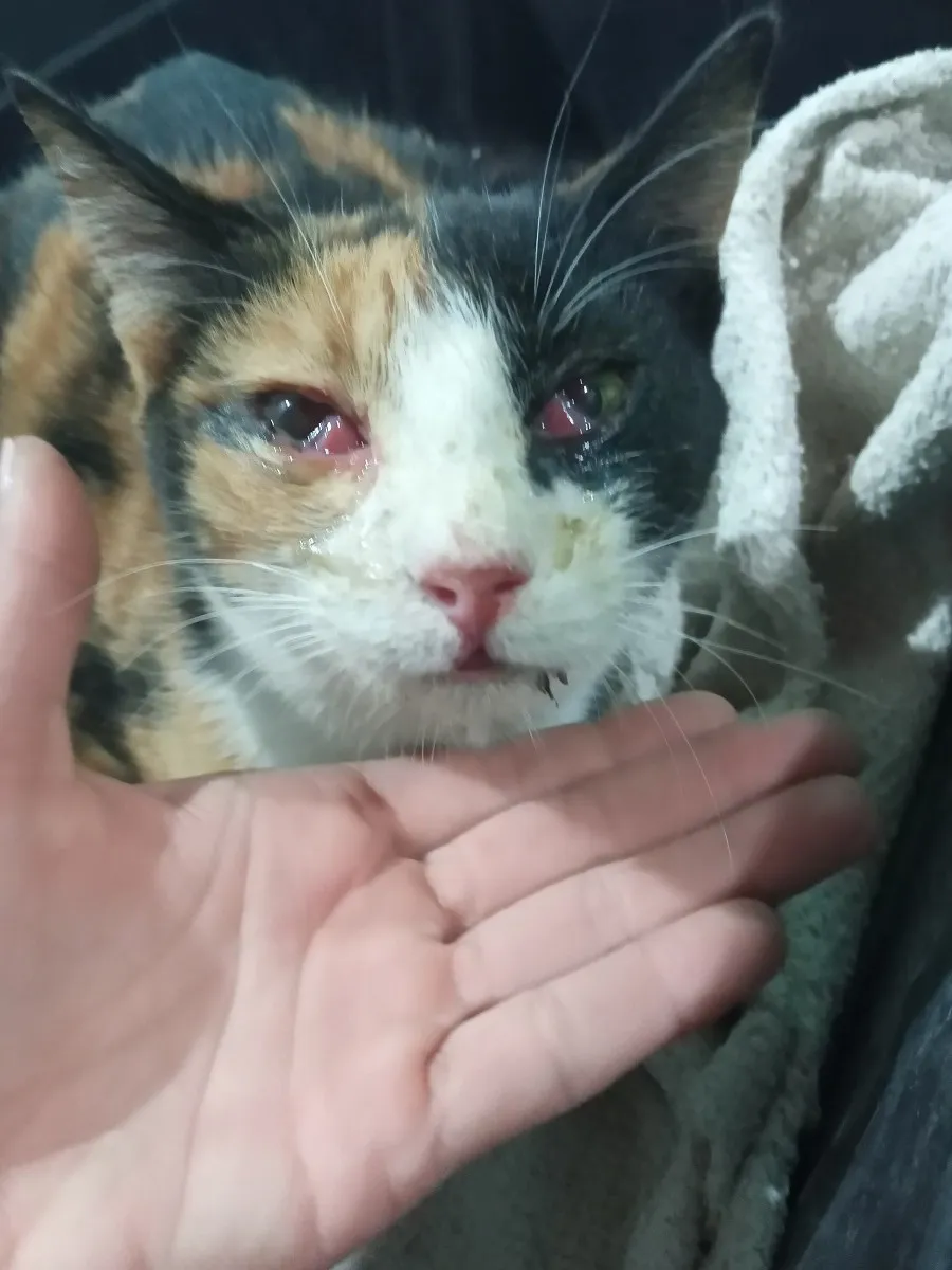 Medivet - Veterinaria Villa general belgrano  conjuntivitis x complejo respiratorio