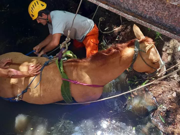 Villa General Belgrano: bomberos rescataron a un caballo que cayó dentro de una cisterna