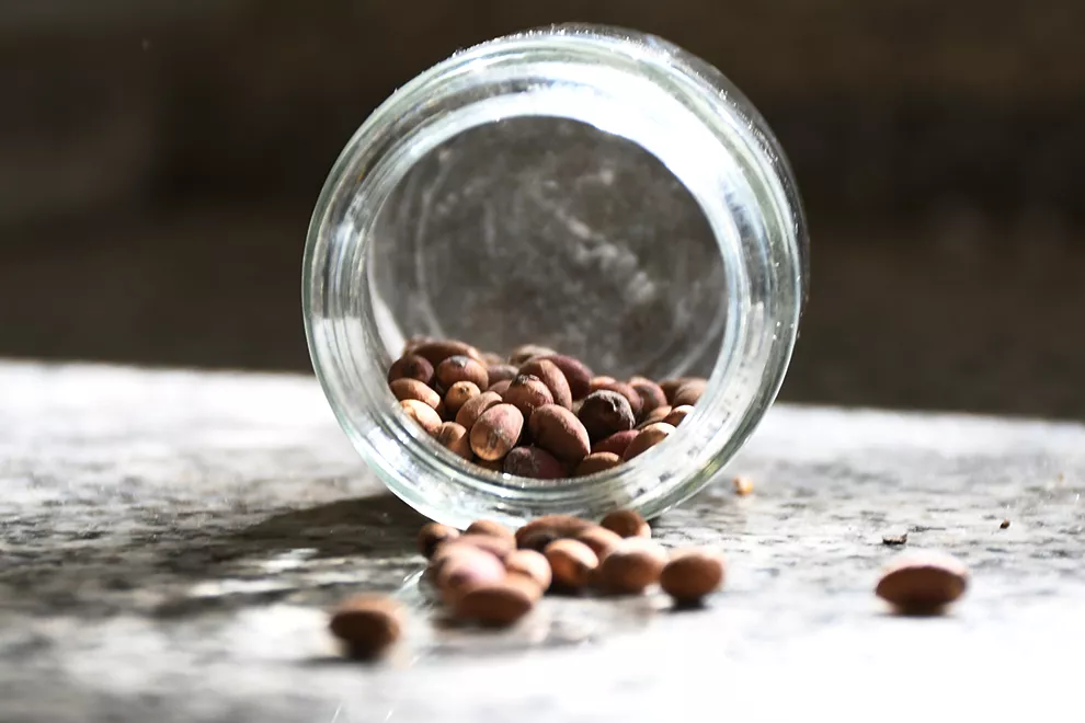 Ya funciona el banco de semillas de la Secretaria de Ambiente