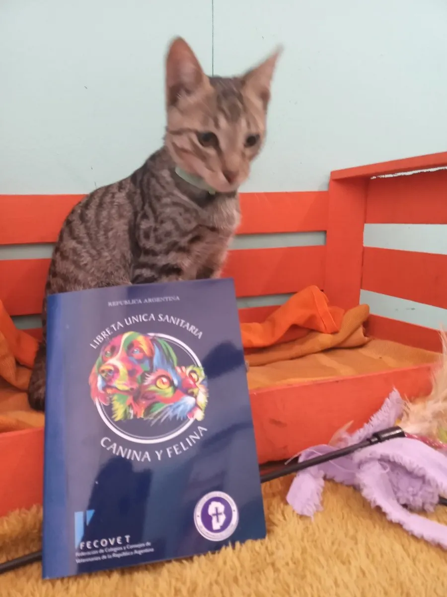 Medivet - Veterinaria Villa general belgrano libreta sanitaria