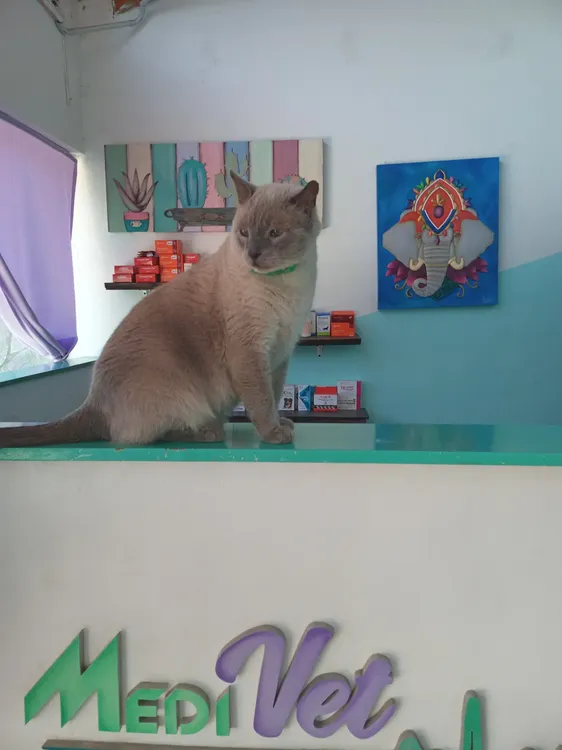 Vacaciones con mascotas 