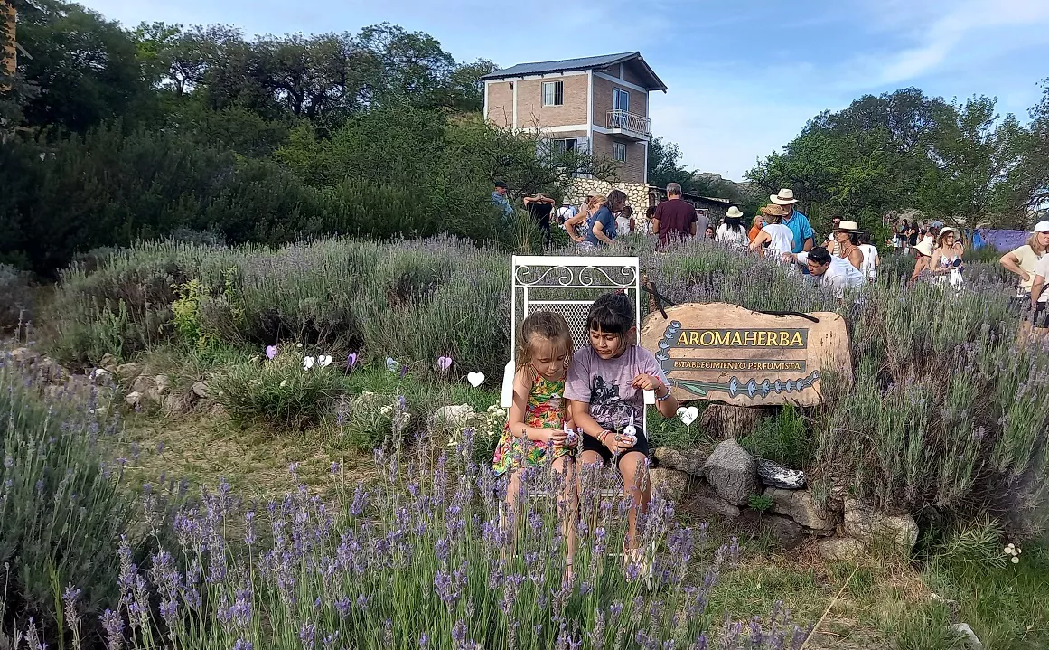 Calmayo_Fiesta_de_la_cosecha_de_la_lavandas 02