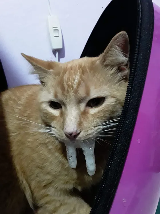 Medivet - Veterinaria Villa general belgrano salivacion por dolor