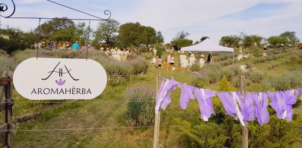 Calmayo_Fiesta_de_la_cosecha_de_la_lavandas 03