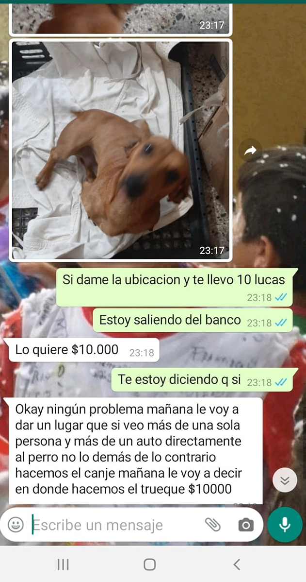 PERRO SALCHICHA INFO
