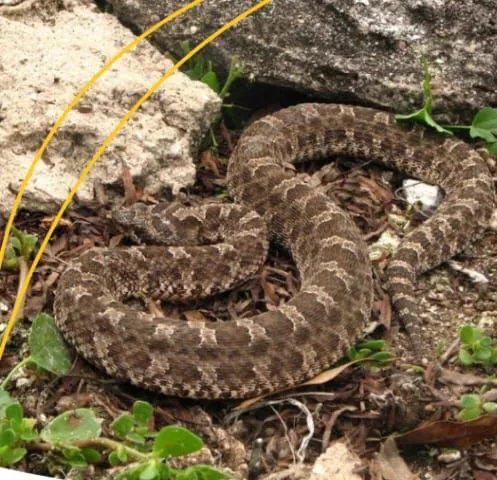 66c1b3c5-1727-4264-8893-e1a2ea945e5c