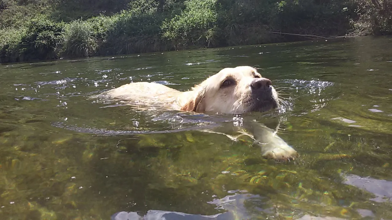 Vacaciones con mascotas