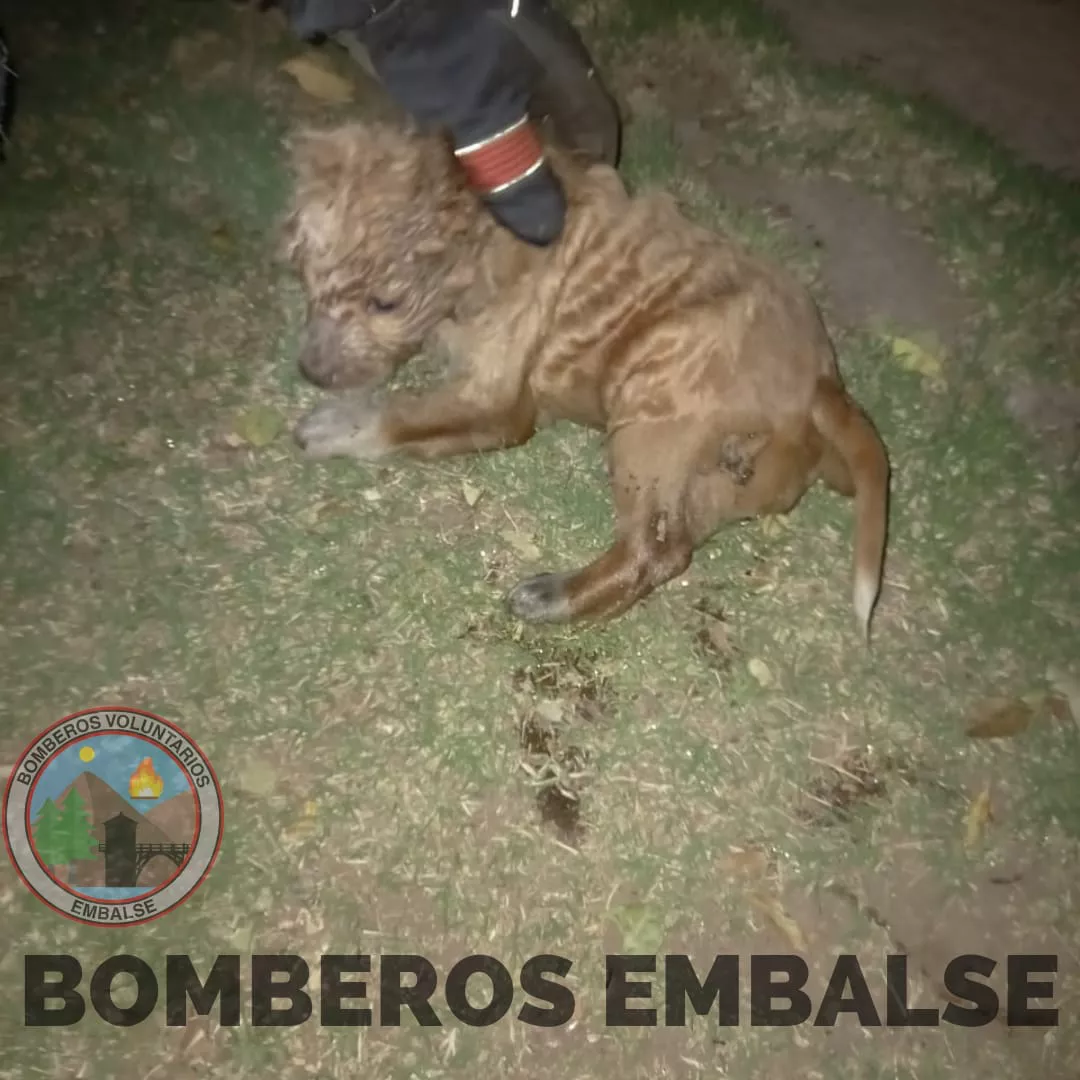 Embalse: bomberos rescataron a un perro que cayó en una cámara séptica 