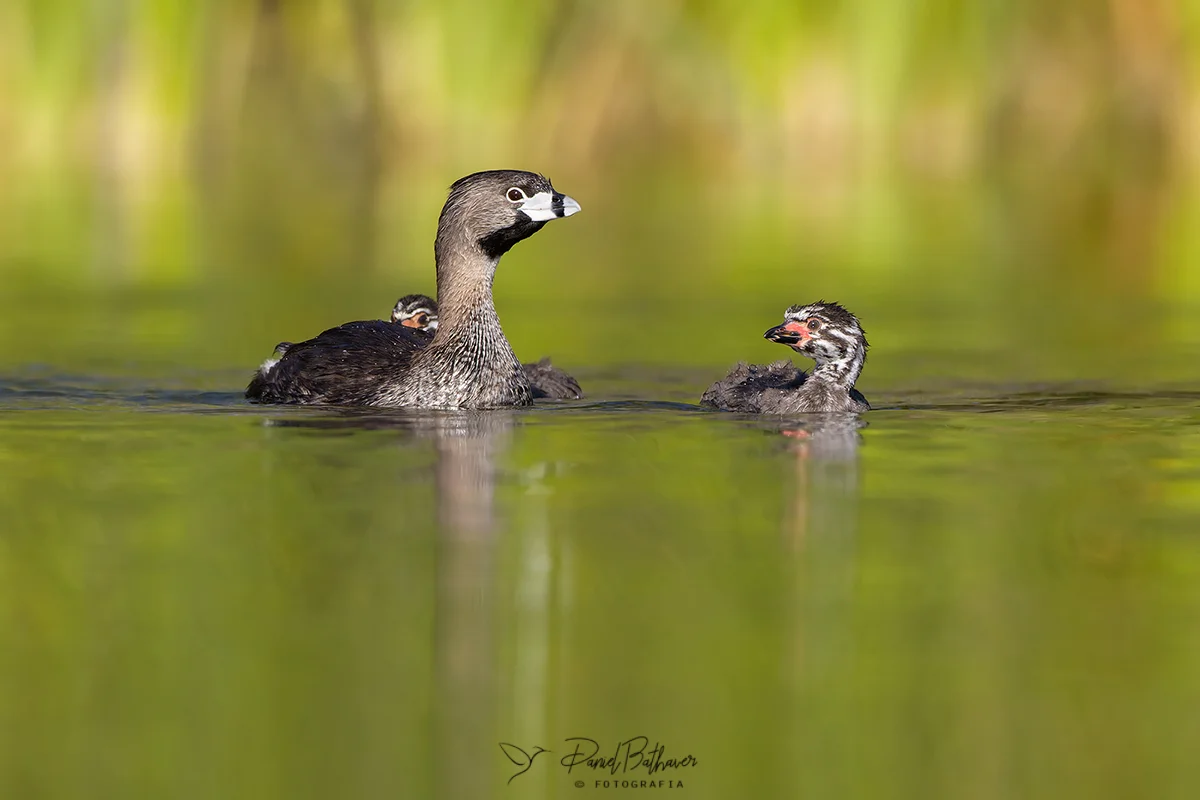 maca-pico-grueso Calamuchitaenlinea
