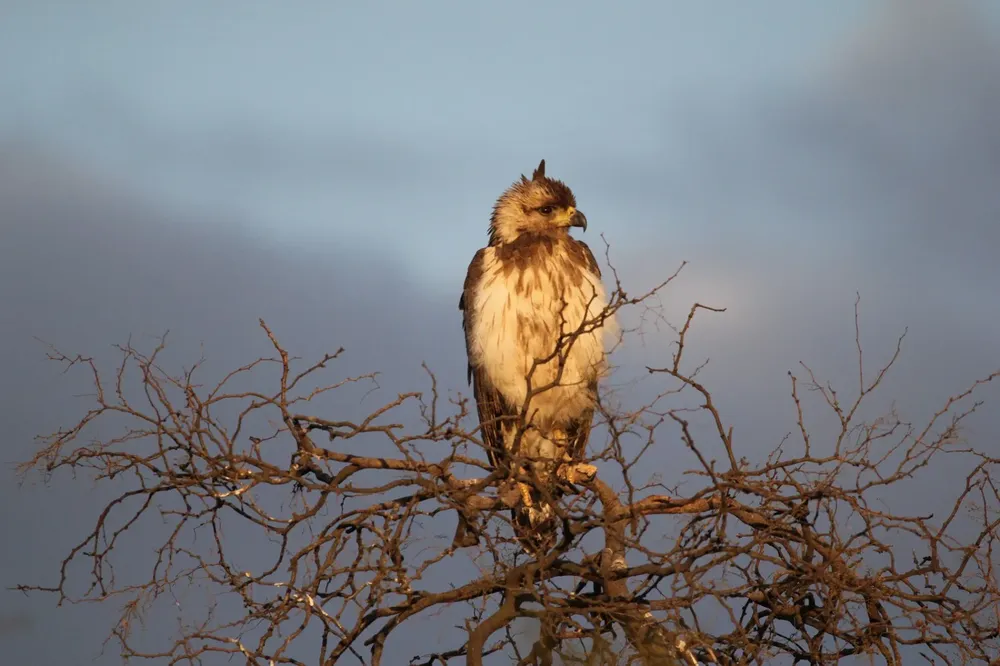 aguila coronada - fotos cecara (2)