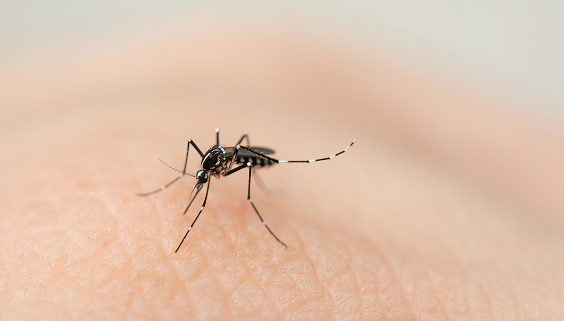 dengue foto