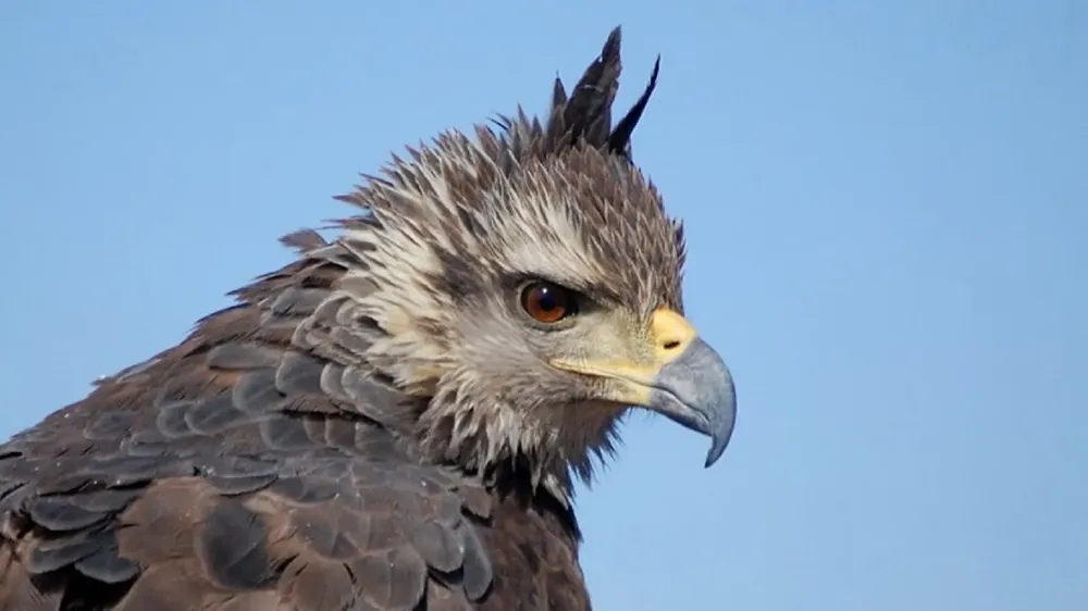 aguila coronada