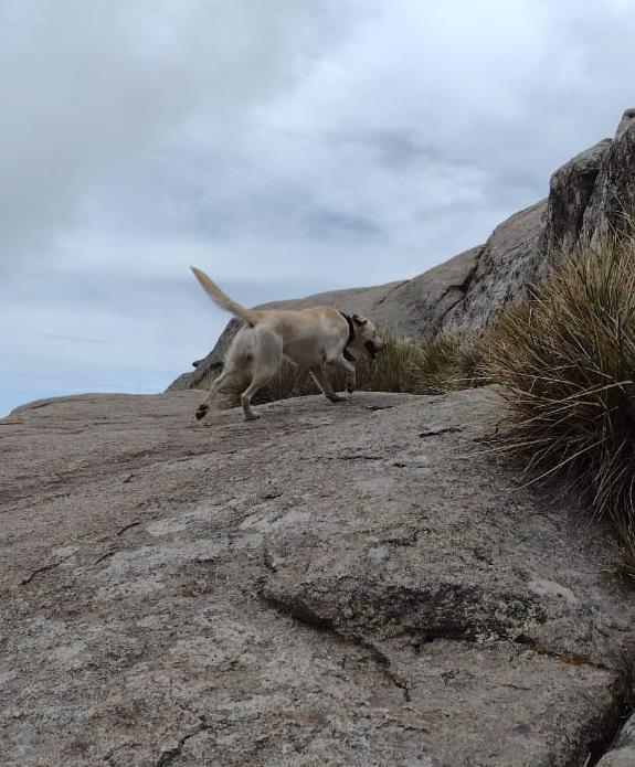 Perro de búsqueda en el Cerro Champaquí 02