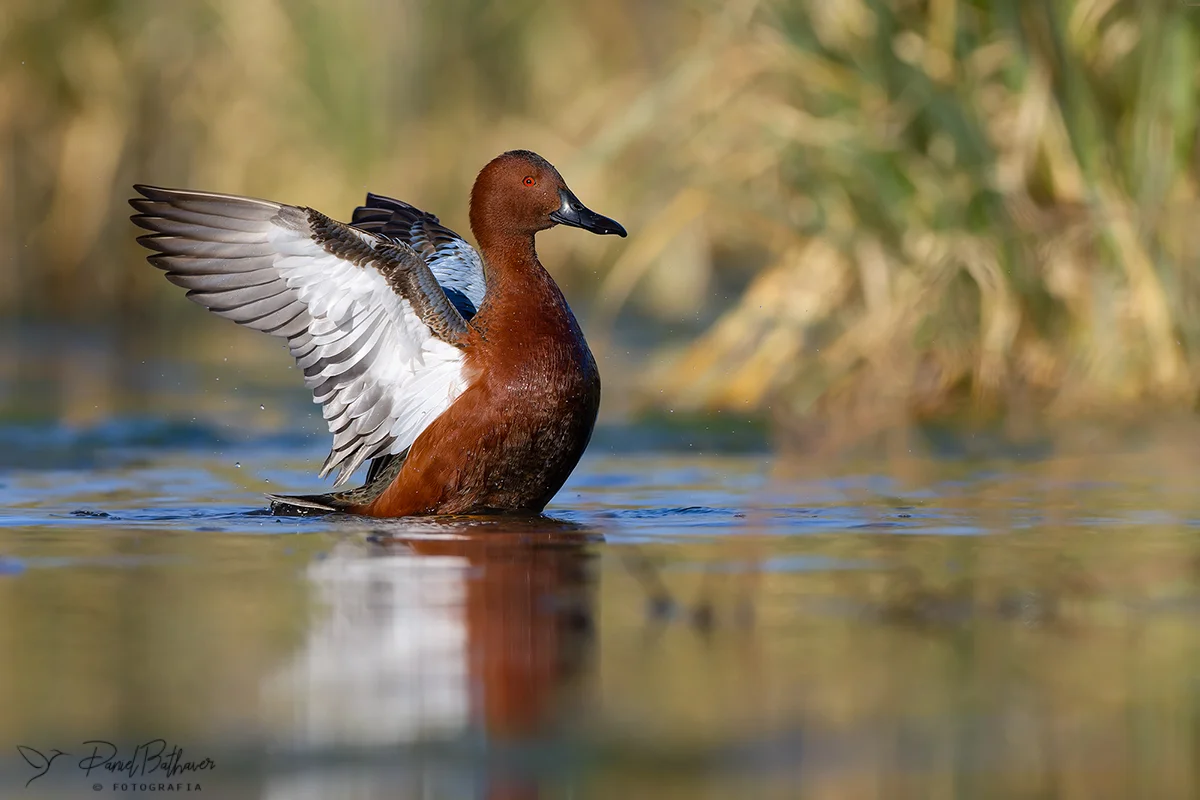 pato-colorado Calamuchitaenlinea
