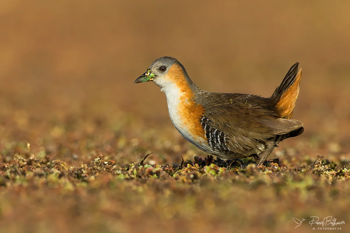 burrito canela Calamuchitaenlinea