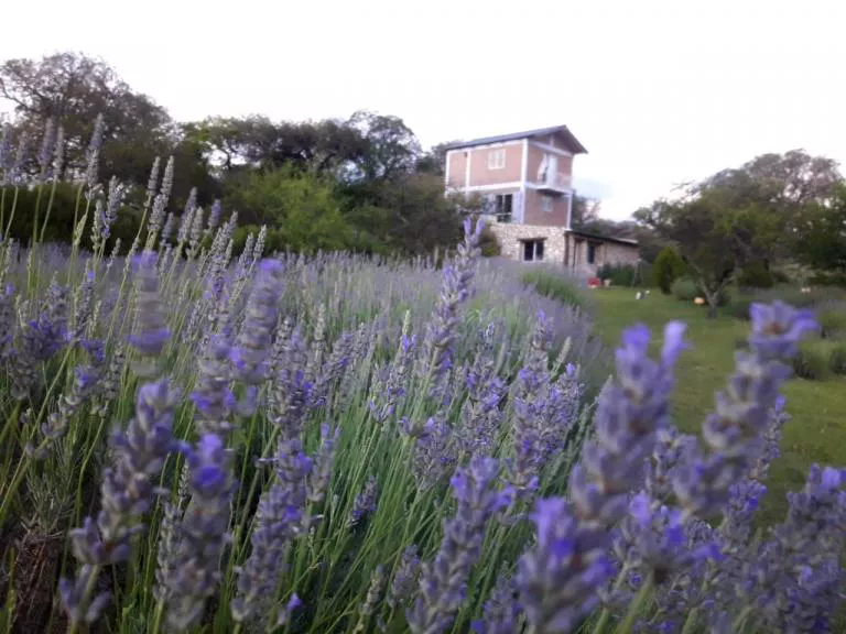 Los Reartes: este sábado se realizará la tercera jornada de aromáticas y cultivos especiales 