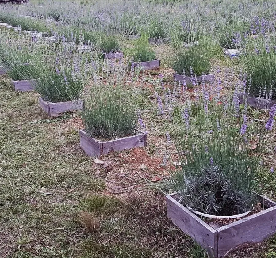 quinta esencia lavandas 3