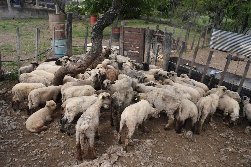 esquila de ovejas altos de calmayo 2024