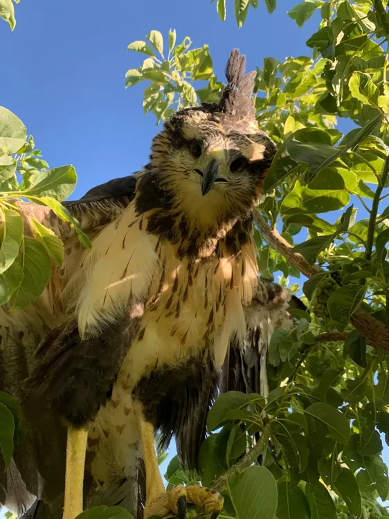 aguila coronada - fotos cecara (3)