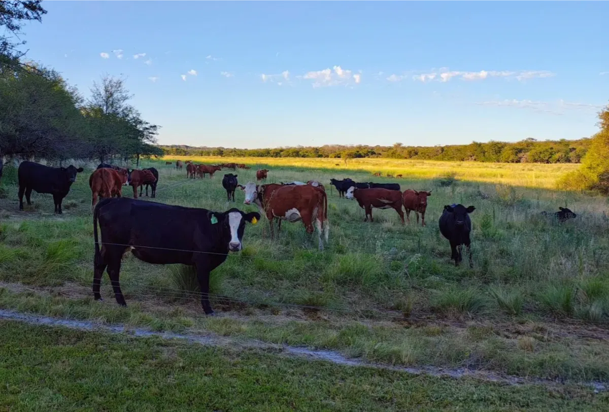 regenerativa posta calma