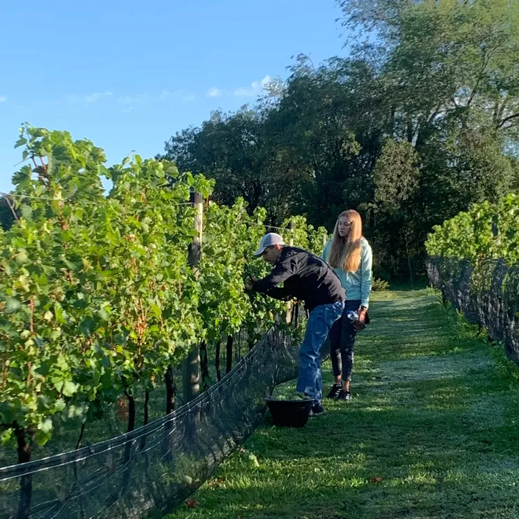 Pu Duam Vineyard una finca que transmite tradición familiar y la pasión por nuevos varietales en Calamuchita (5)