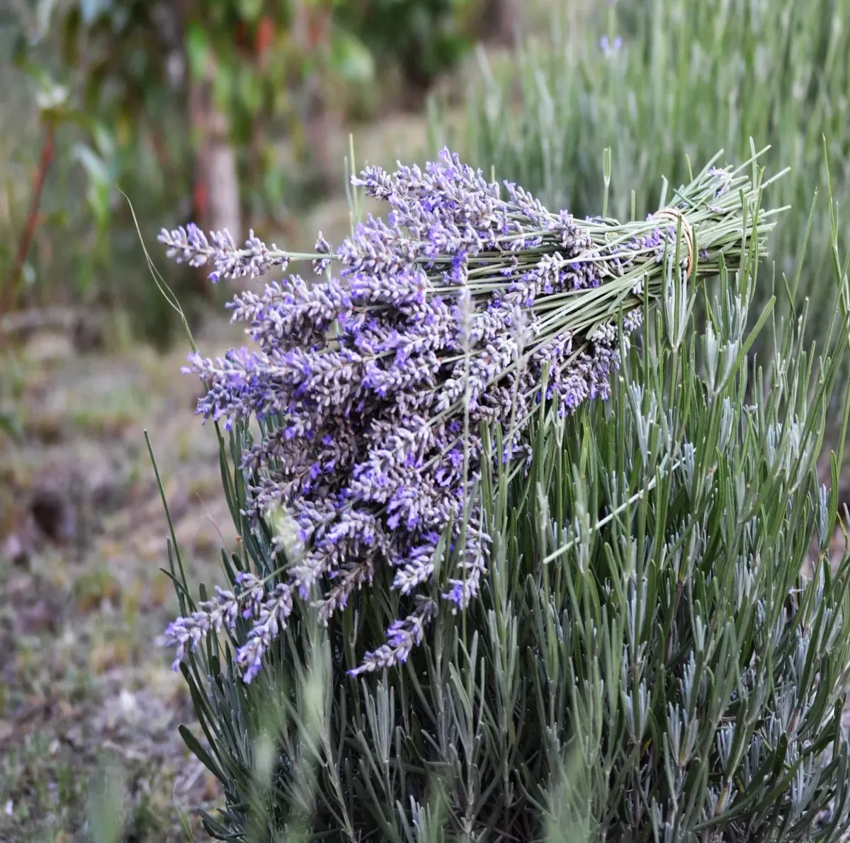 festival de la cosecha de la lavanda en islavanda 2025